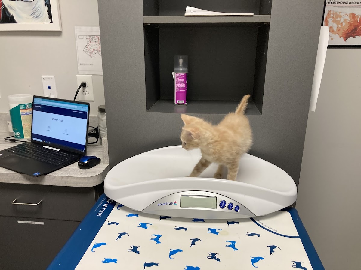 Gaines Shoal Animal Clinic - Veterinary & Pets in Eastside Athens, Athens, GA