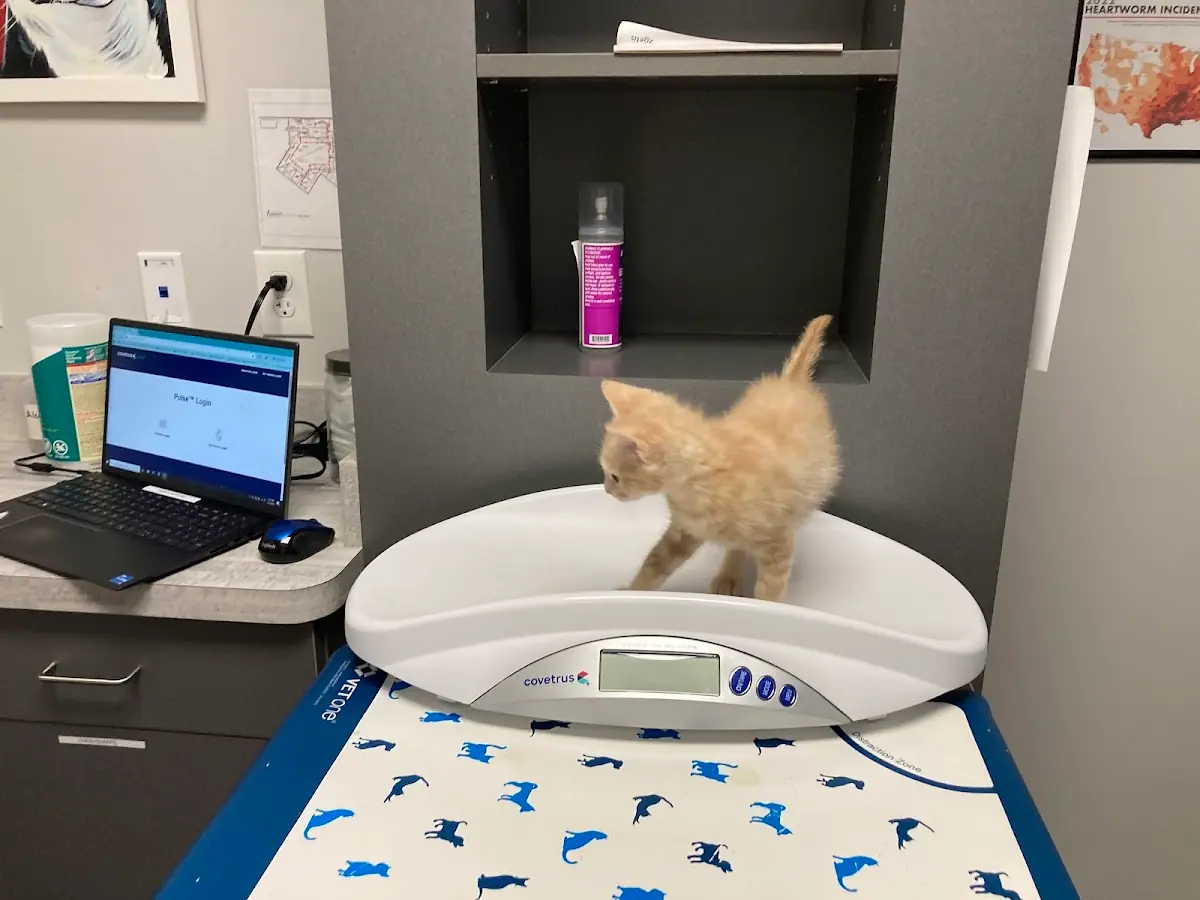 Gaines Shoal Animal Clinic in Eastside Athens, Athens, GA