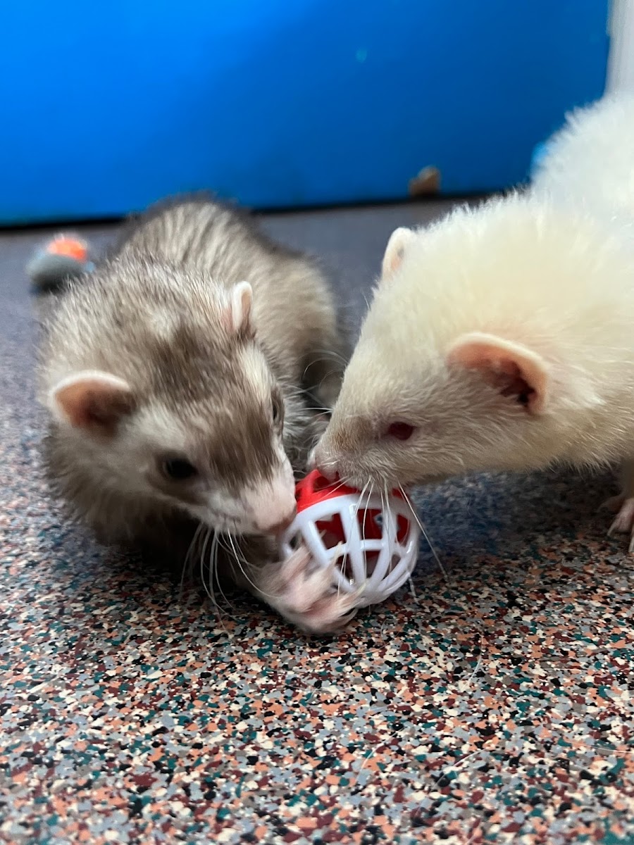 Gaines Shoal Animal Clinic photo 2