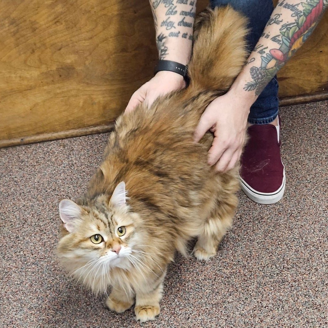 Gaines Shoal Animal Clinic photo 4