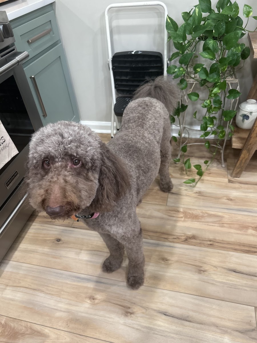 Gameday Grooming photo 4