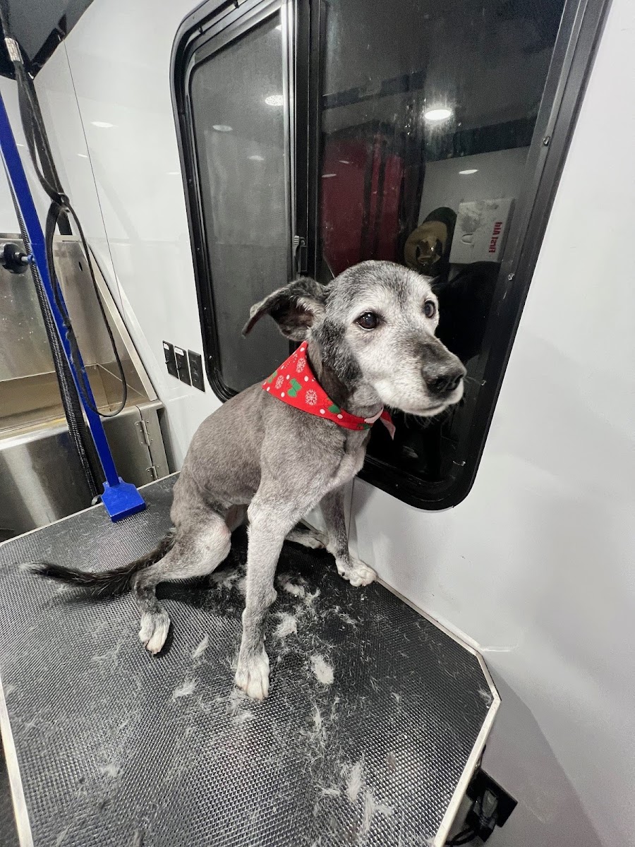 Gameday Grooming photo 5