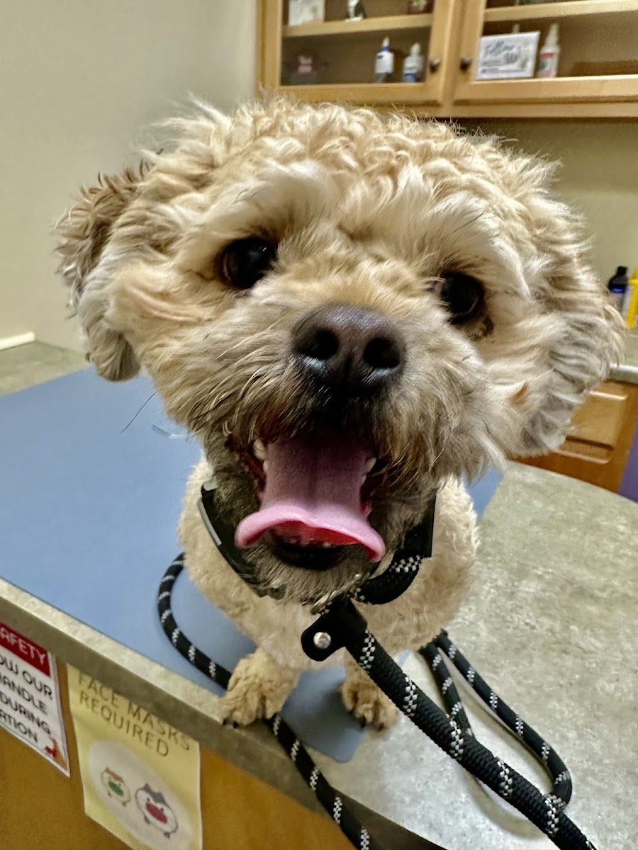 Good Hands Veterinary Hospital photo 4