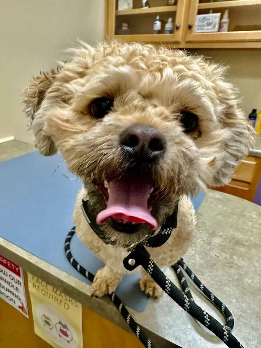 Good Hands Veterinary Hospital photo 4