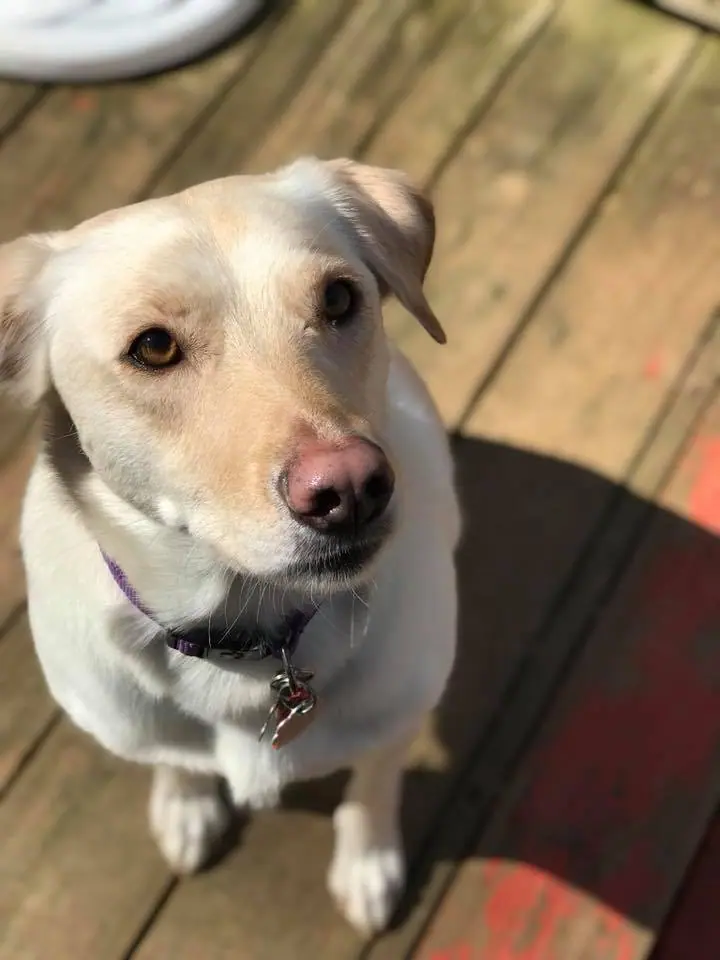 Happy Tails Playhouse photo 4