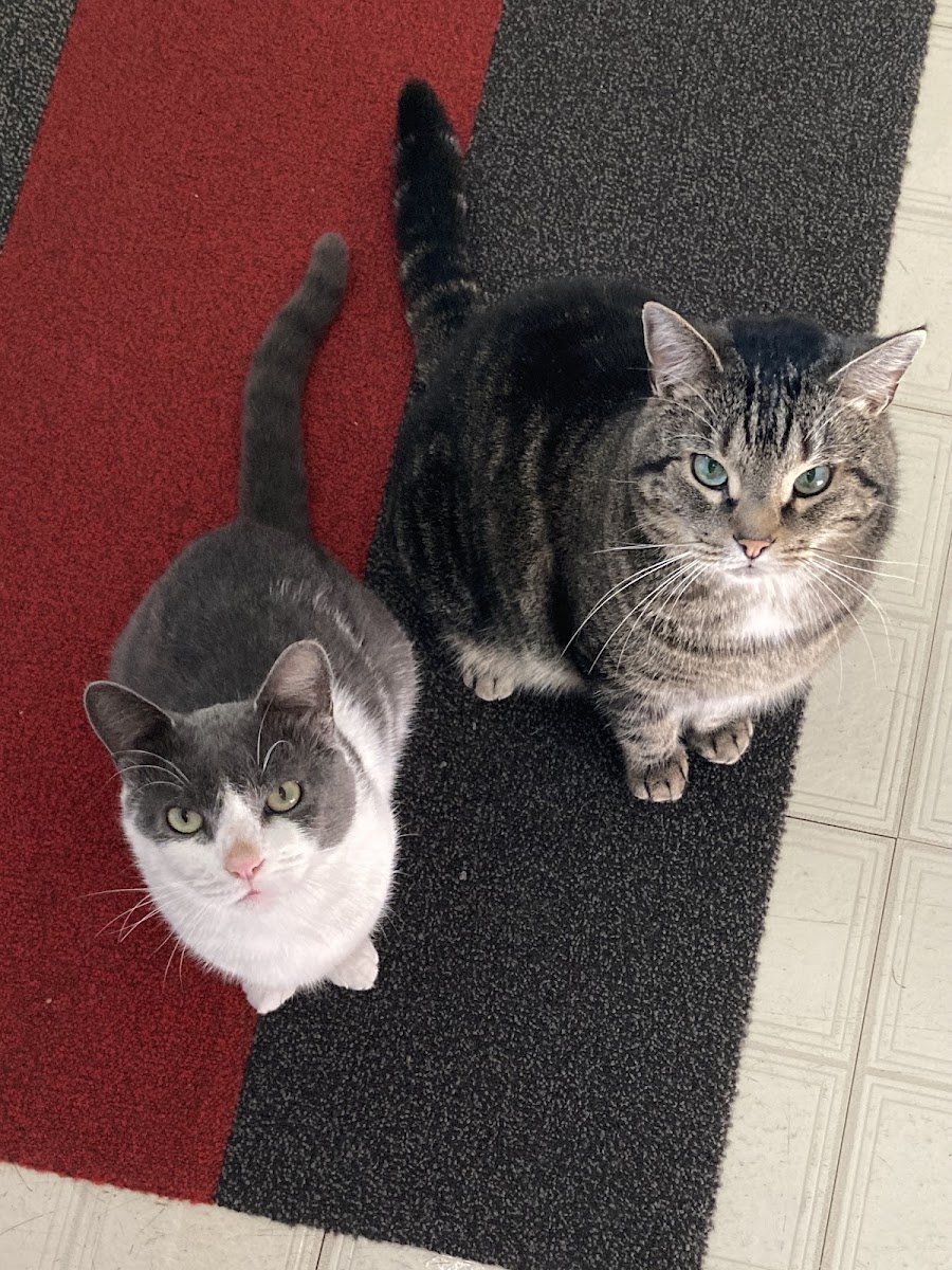 Hawthorne Animal Hospital photo 5