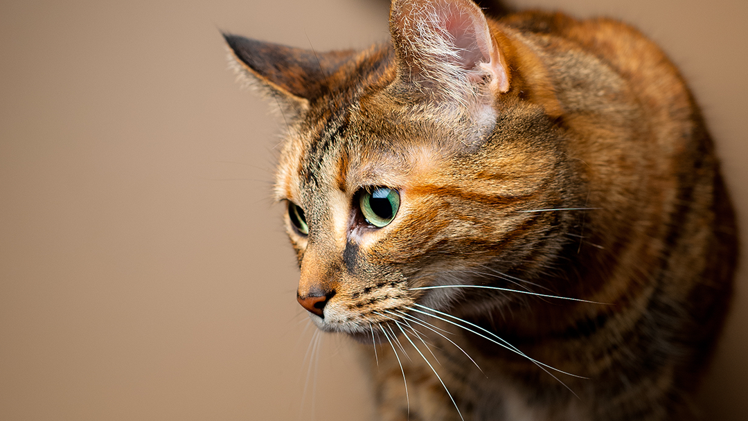 Hope Animal Medical Center - Veterinary & Pets in Athens, GA