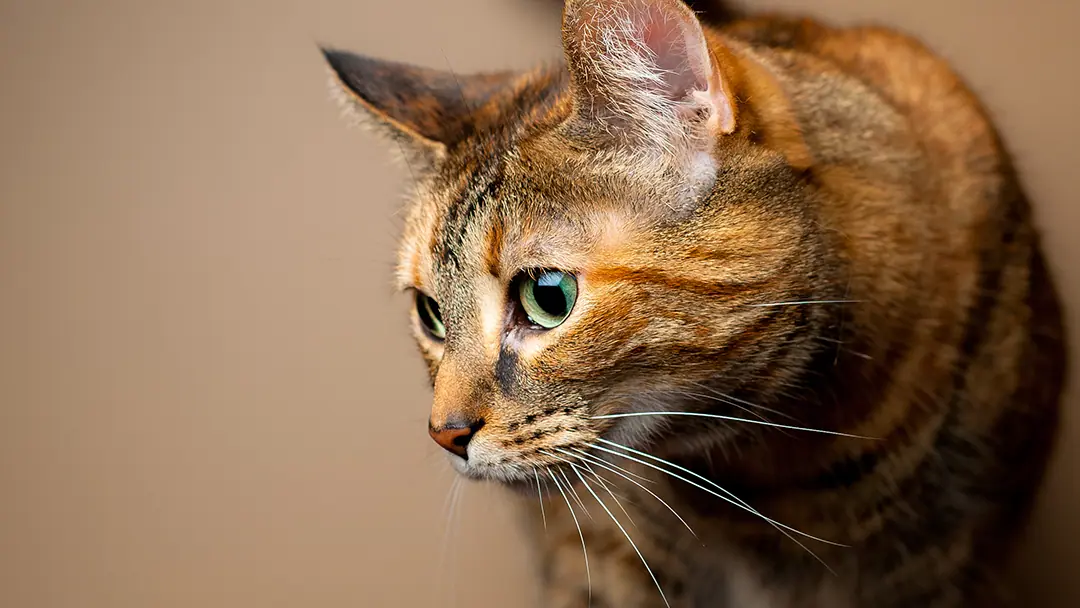 Hope Animal Medical Center - Veterinary & Pets in Athens, GA
