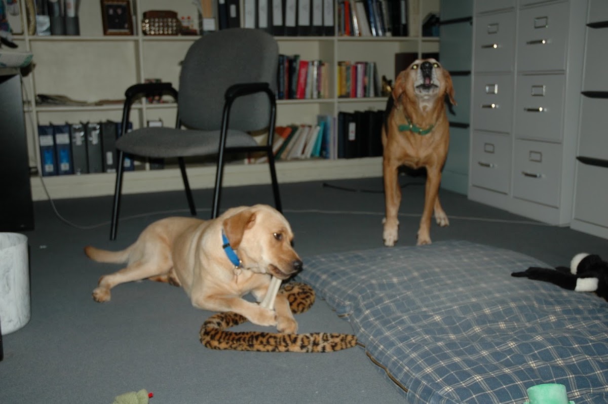 Lawson Family Chiropractic photo 3