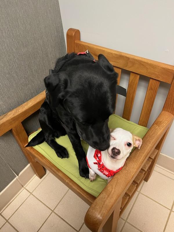 Mars Hill Animal Hospital photo 3