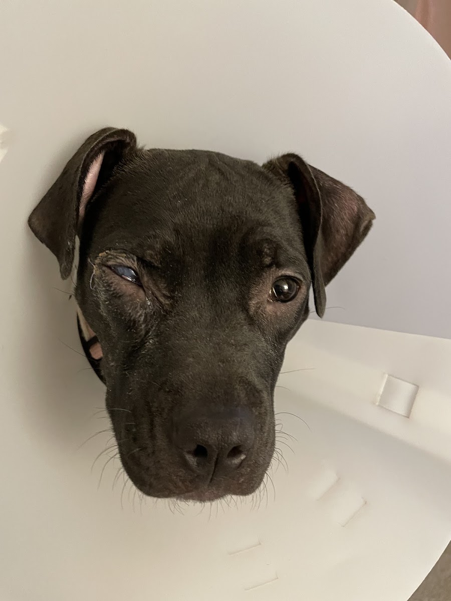 Mars Hill Animal Hospital photo 4