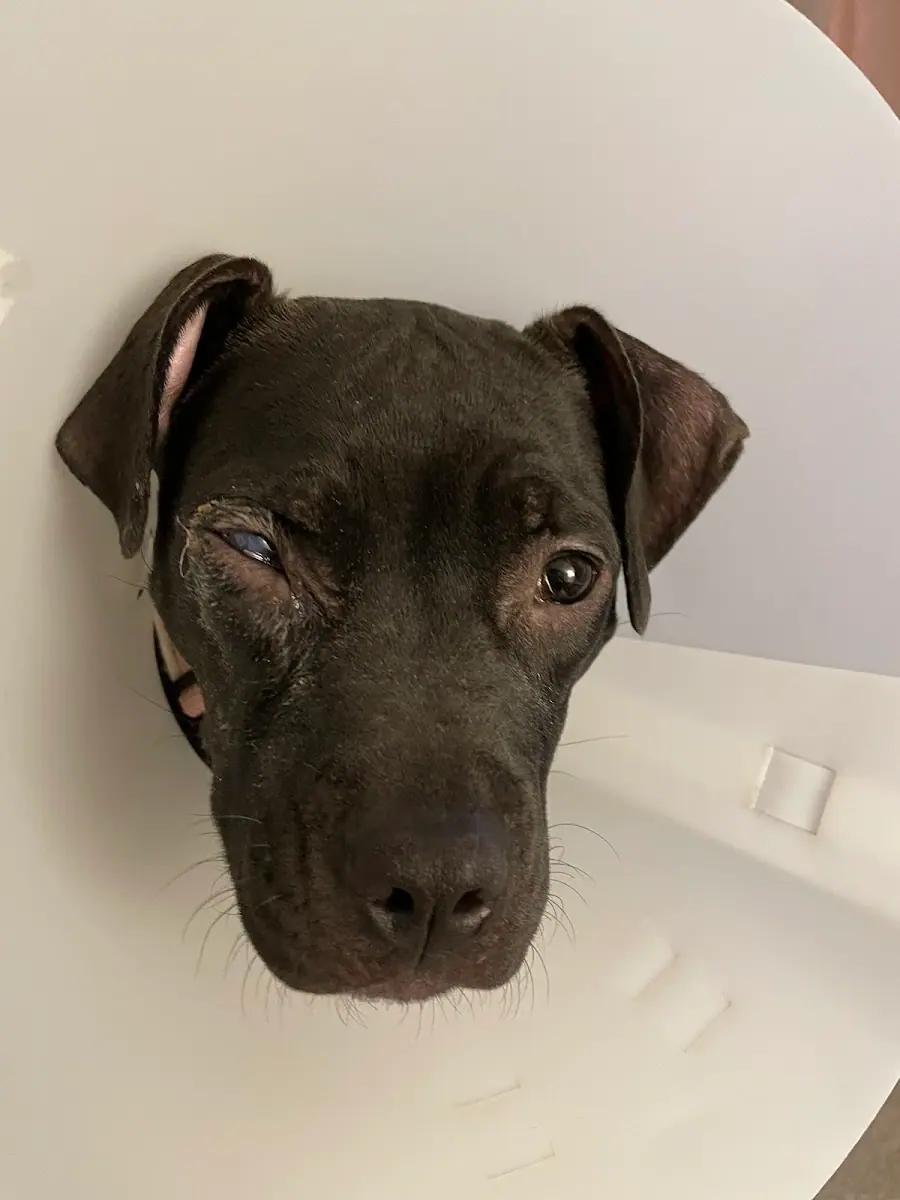 Mars Hill Animal Hospital photo 4