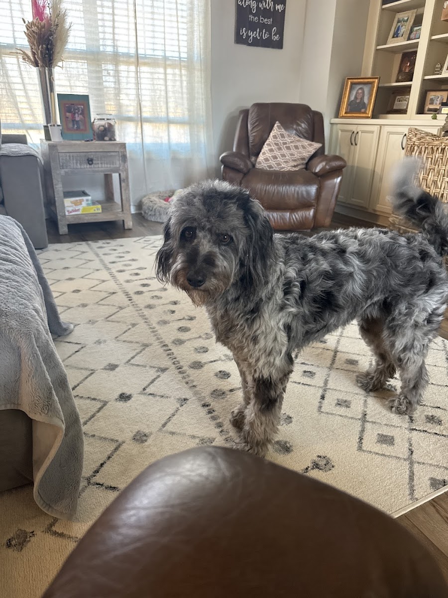 Mutty Paws, Bogart GA photo 3