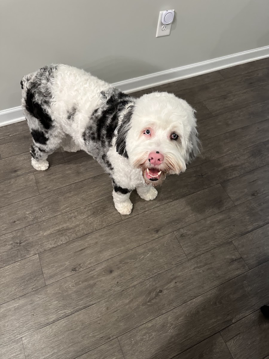 Mutty Paws, Bogart GA photo 5