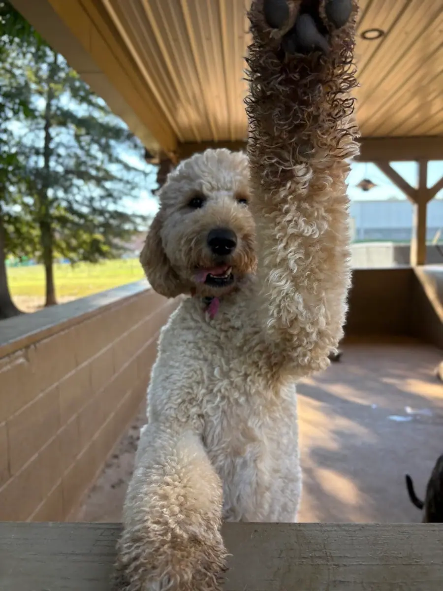 Mutty Paws in Athens, GA
