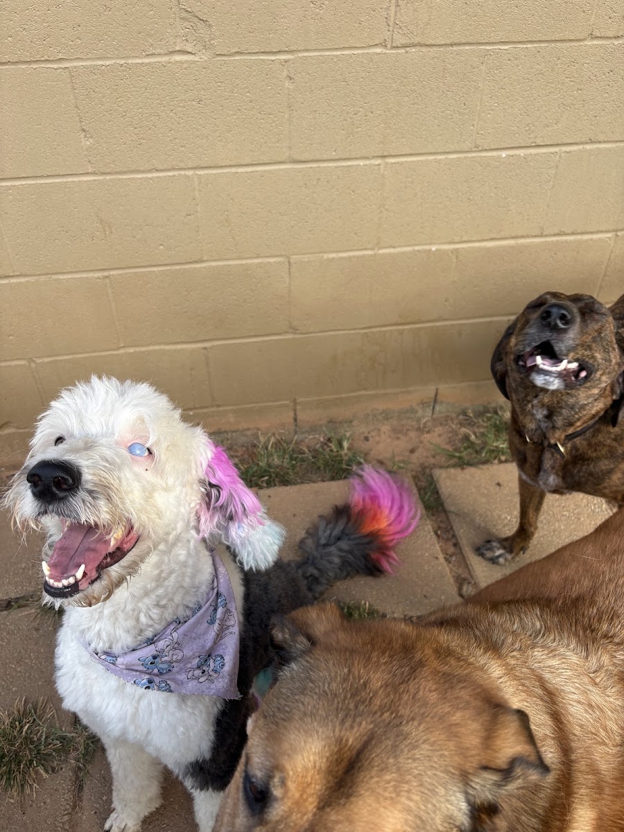 Mutty Paws photo 5