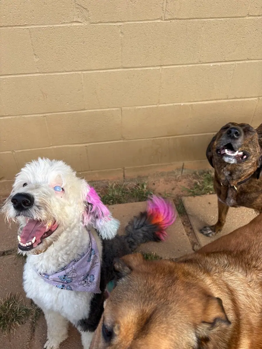 Mutty Paws photo 5