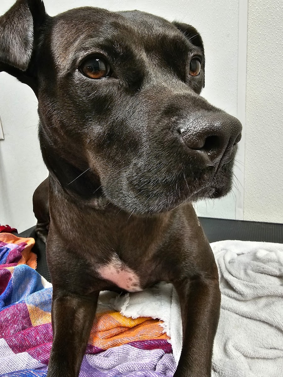 North Oconee Animal Hospital photo 5