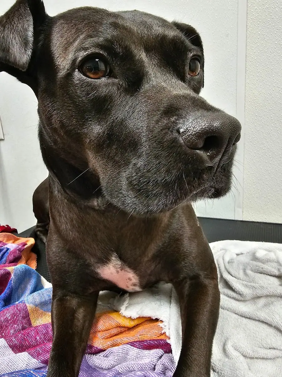 North Oconee Animal Hospital photo 5
