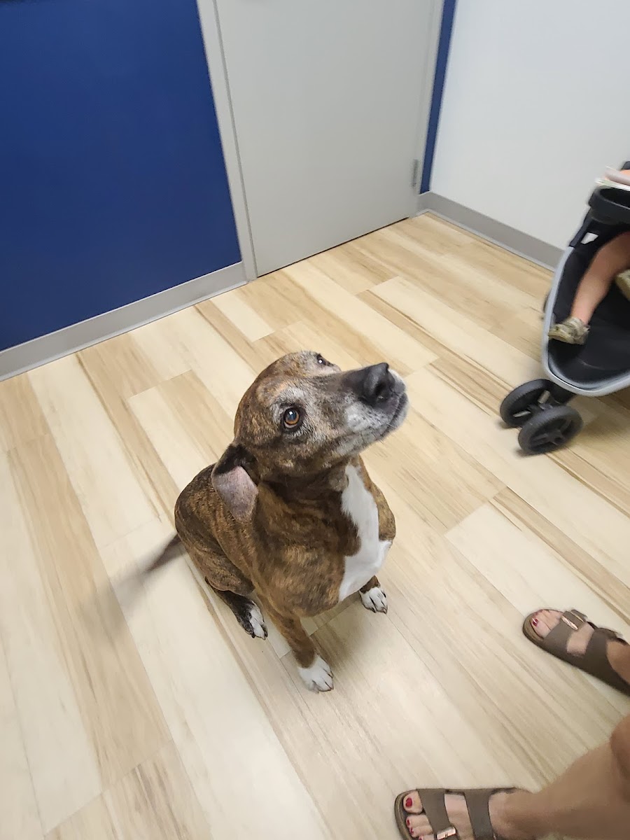 Oak Grove Animal Clinic photo 3