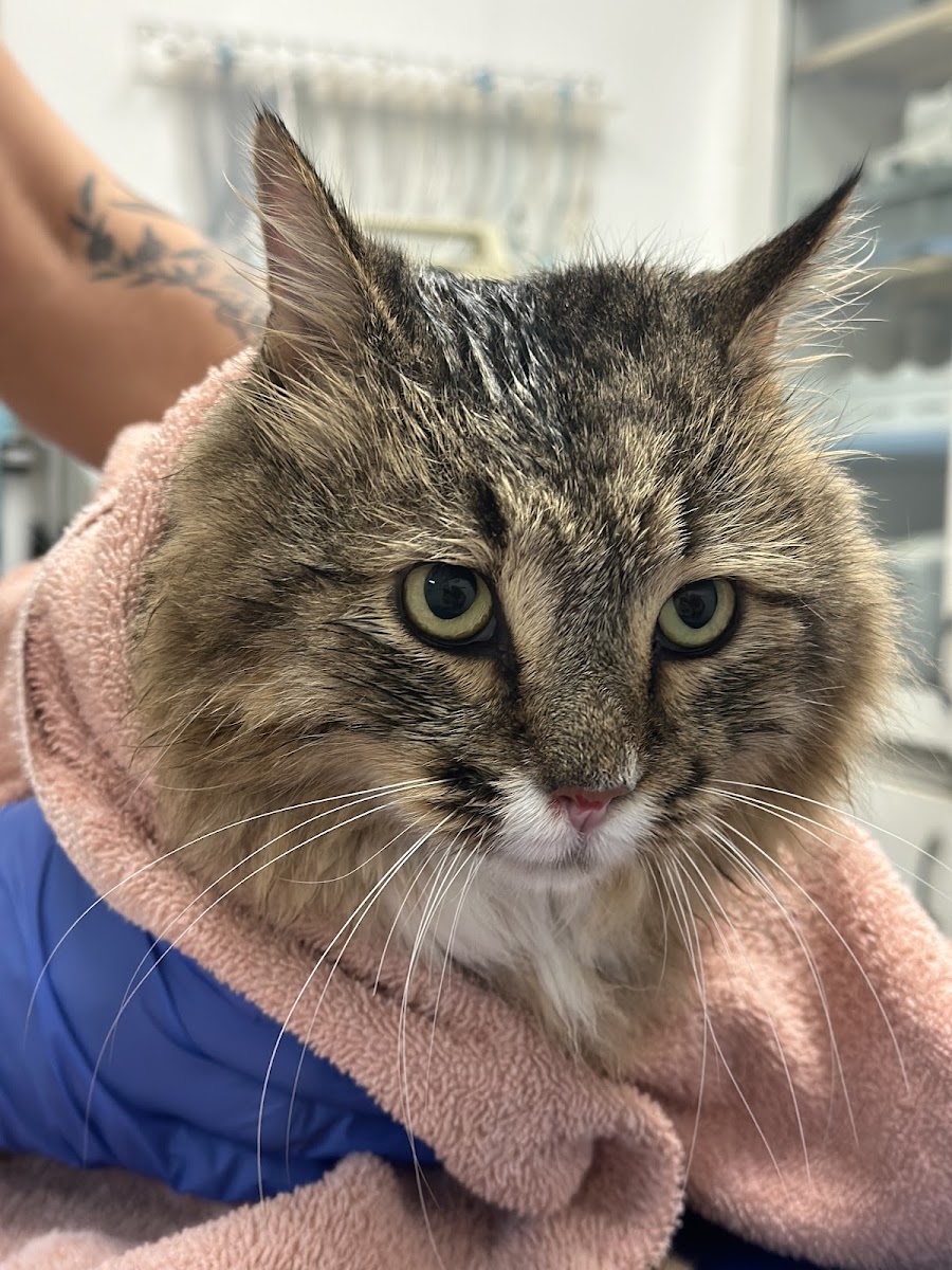 Oconee Veterinary Hospital - Veterinary in Athens, GA