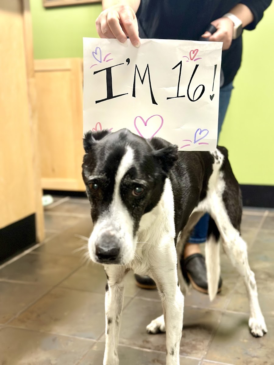 Oconee Veterinary Hospital photo 5