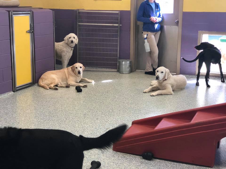 Pawtropolis East Athens photo 4