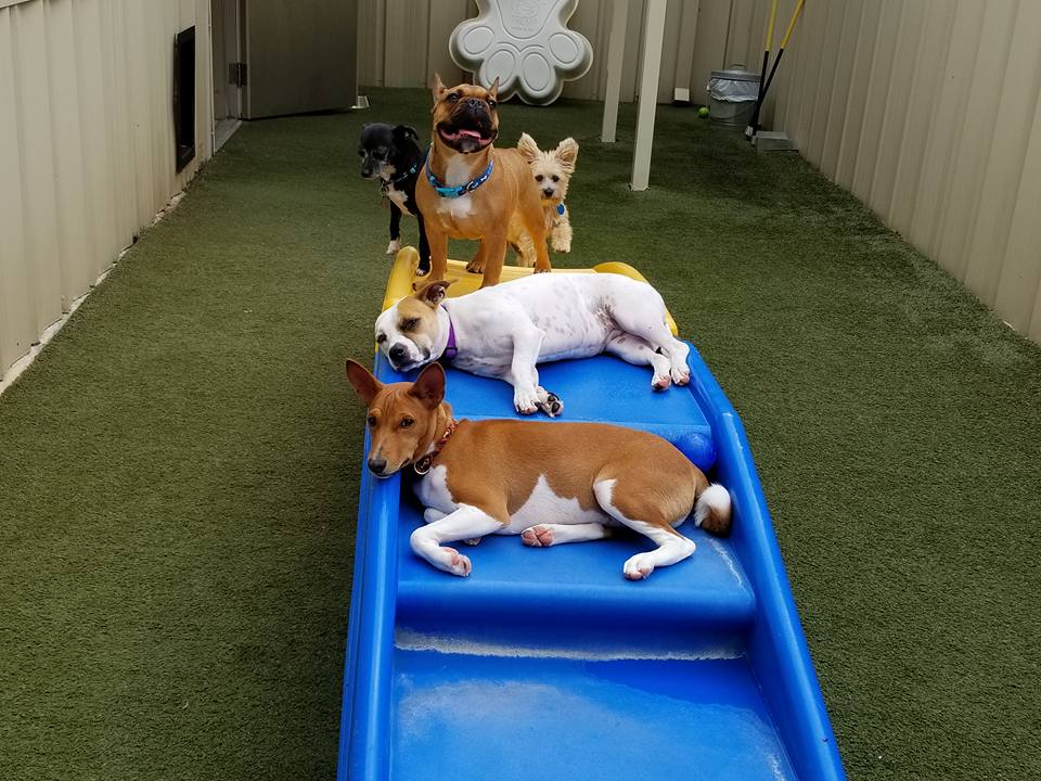 Pawtropolis West Athens photo 2