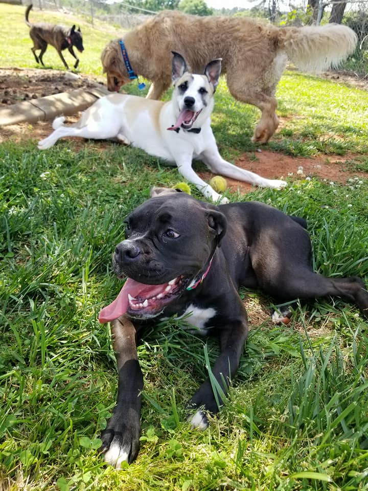 Pawtropolis West Athens photo 5