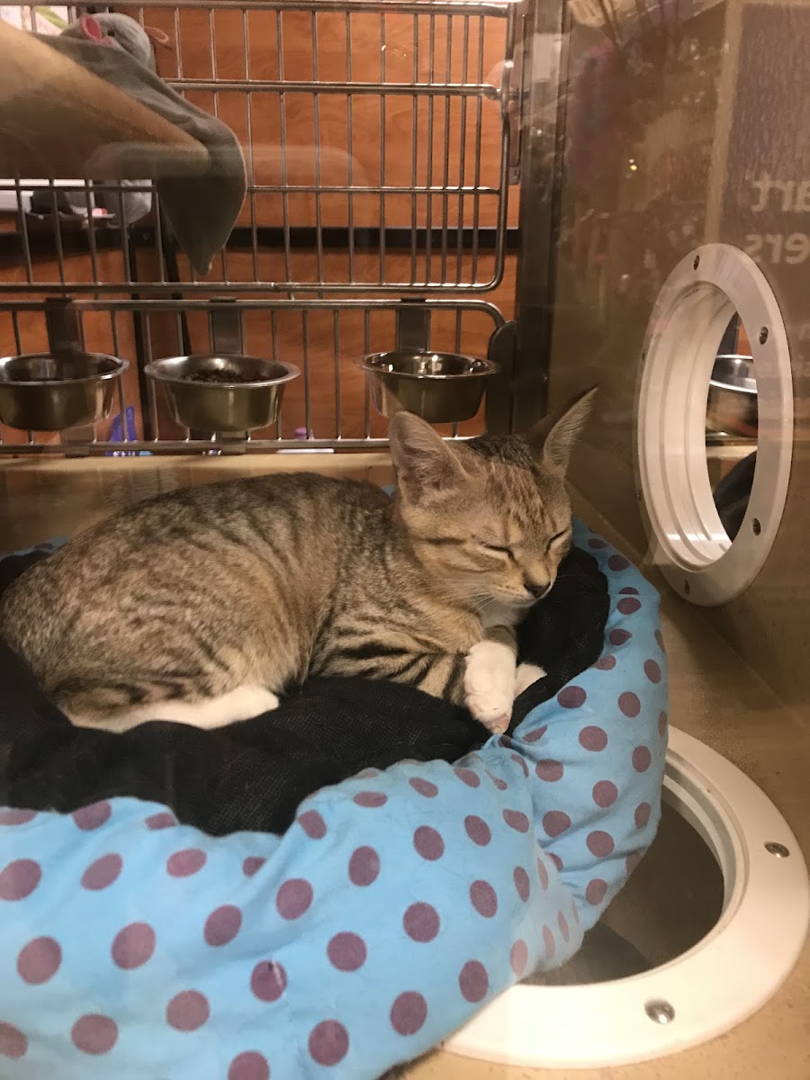 PetSmart photo 4