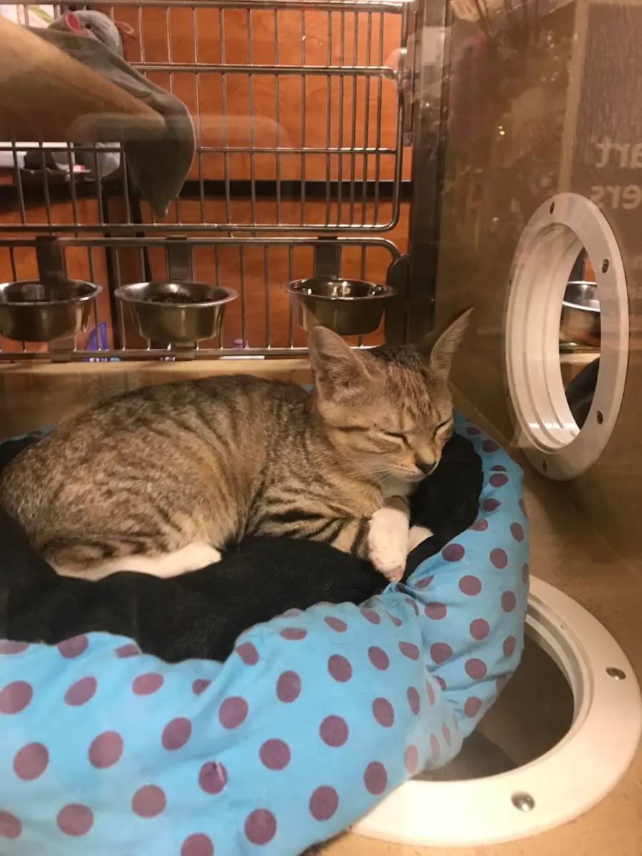 PetSmart photo 4