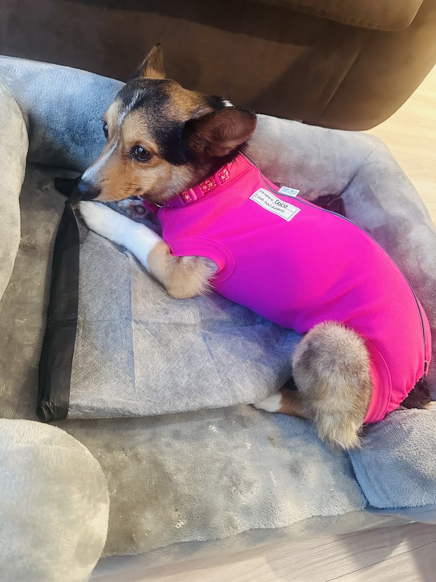 PriorityPet Urgent Care photo 4