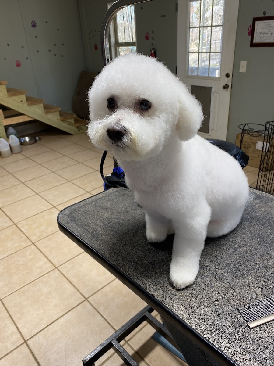 Pristine Pup South photo 2