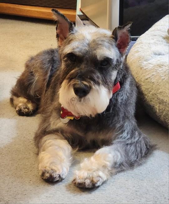 Pristine Pup South photo 5