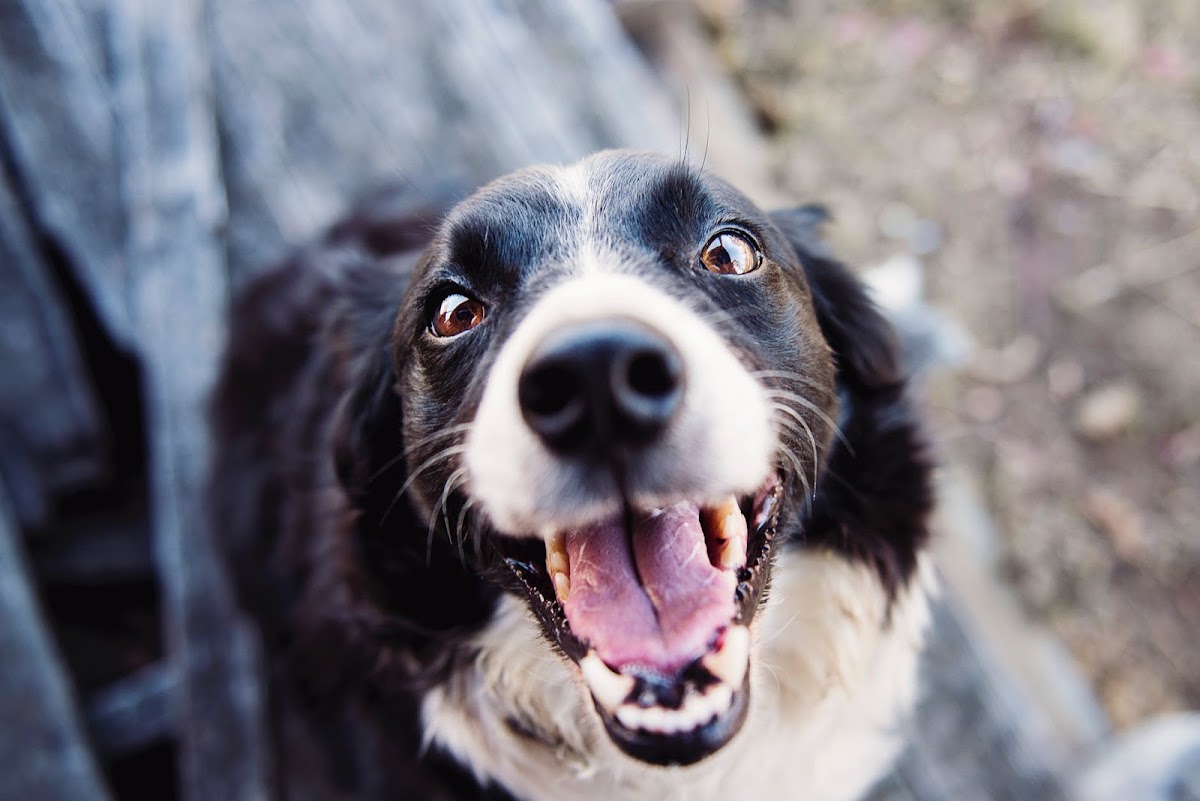 Sycamore Veterinary Services - Veterinary & Pets in Downtown Athens, Athens, GA