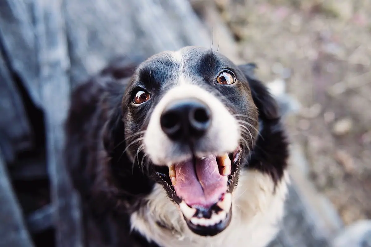 Sycamore Veterinary Services in Athens, GA