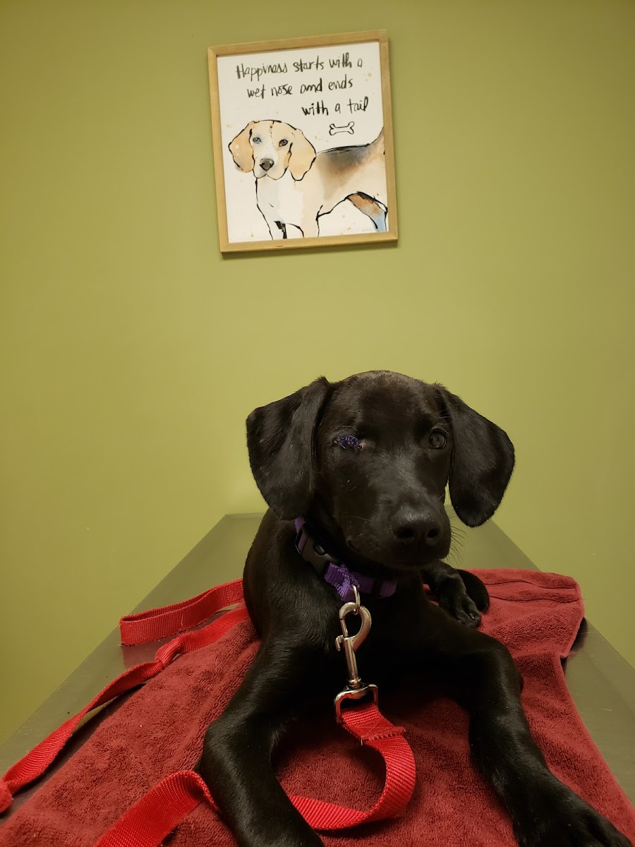 Sycamore Veterinary Services photo 2