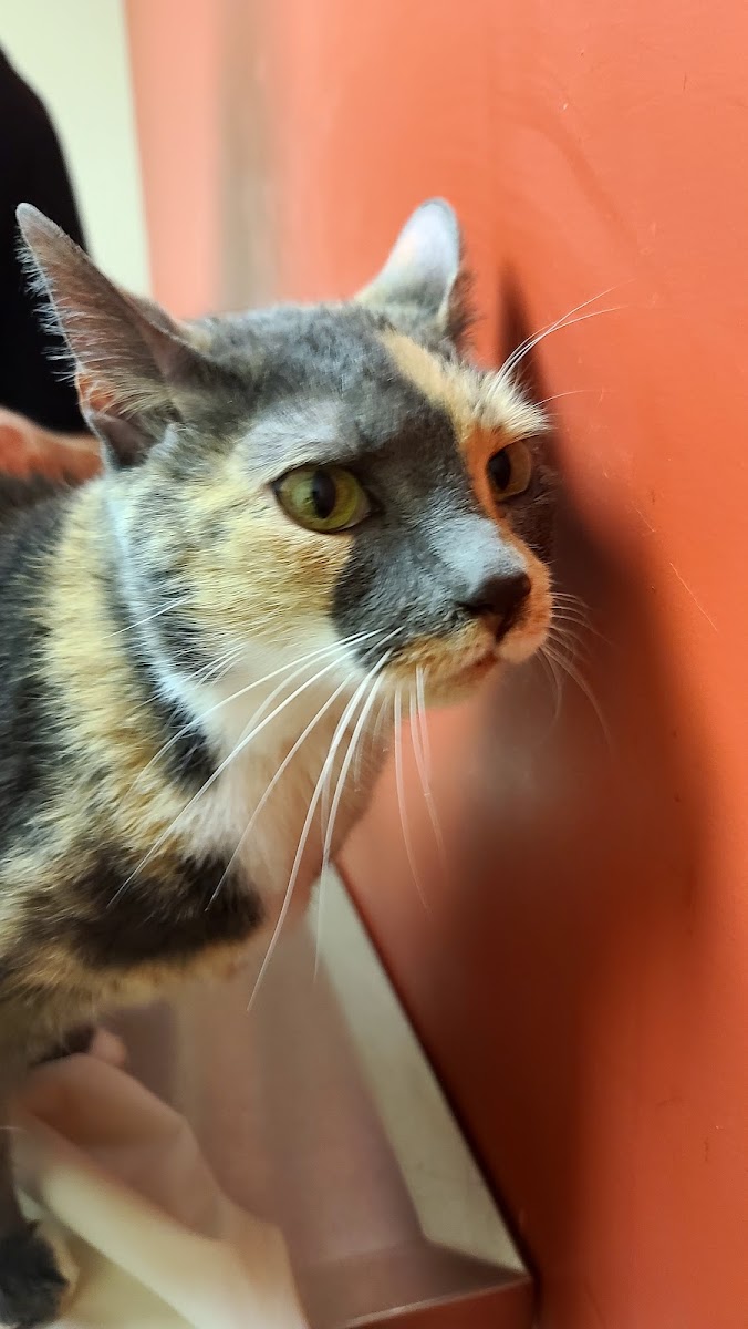 Sycamore Veterinary Services photo 4