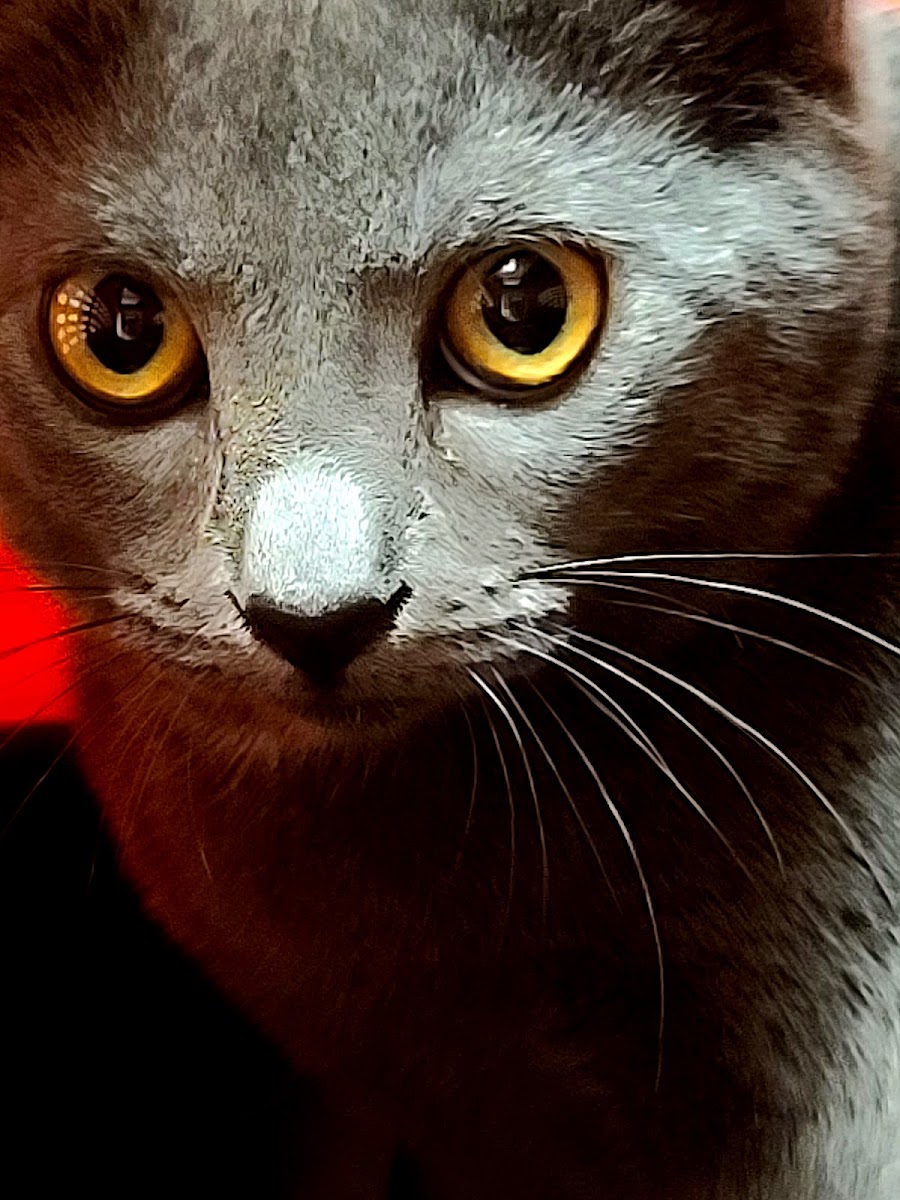 Sycamore Veterinary Services photo 5