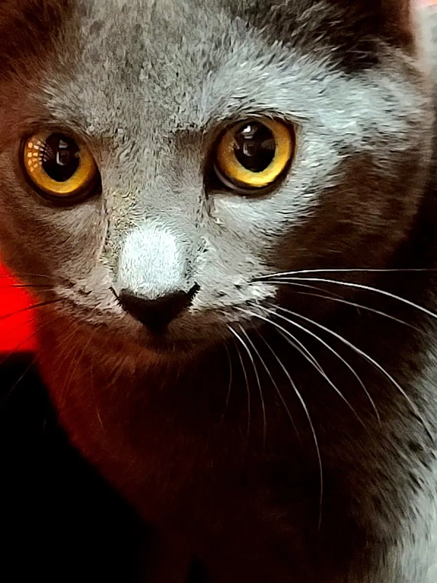 Sycamore Veterinary Services photo 5
