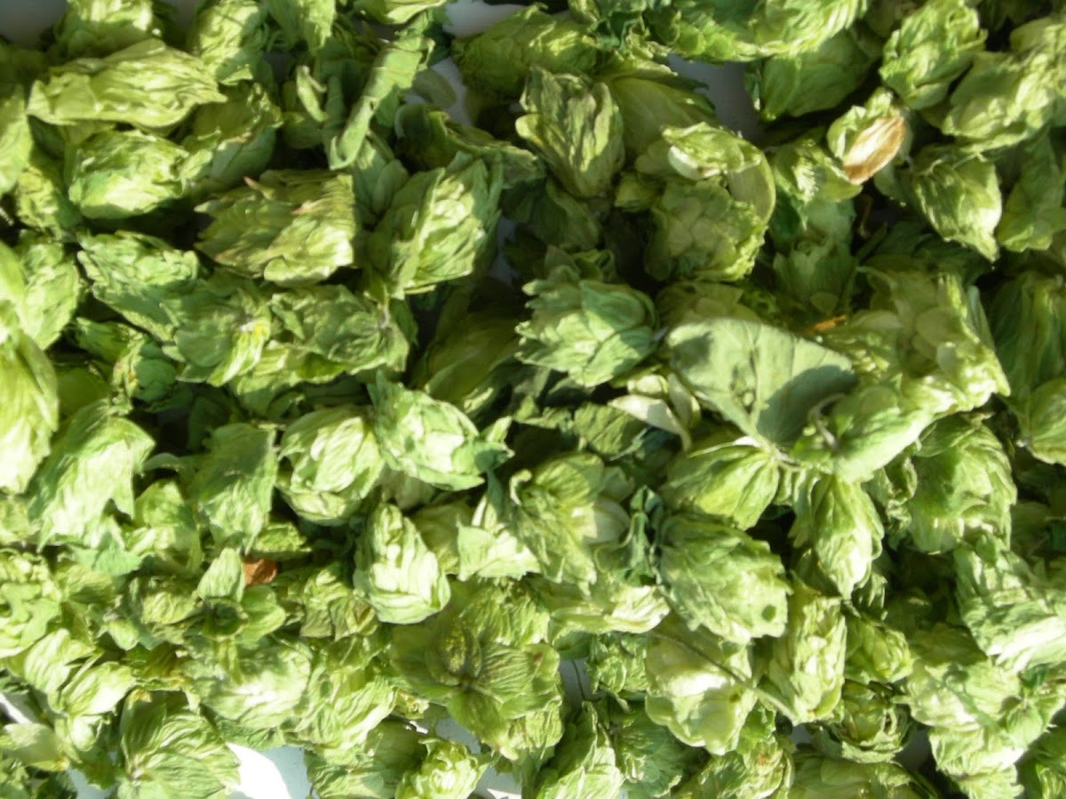 Terrapin Beer Co. - Bars & Nightlife in Athens, GA