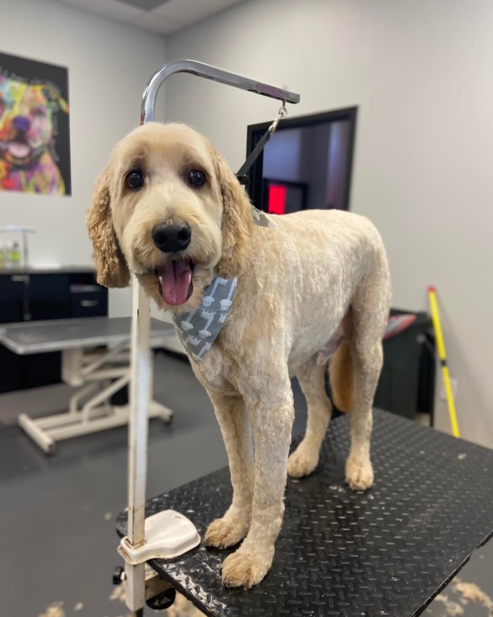 The Dawg House Boarding Daycare Grooming photo 2