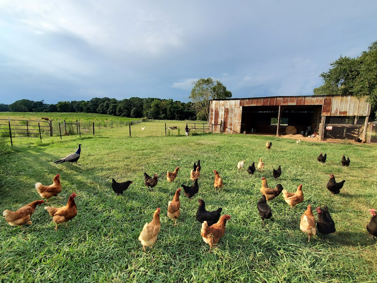 The Farmhouse Inn photo 5