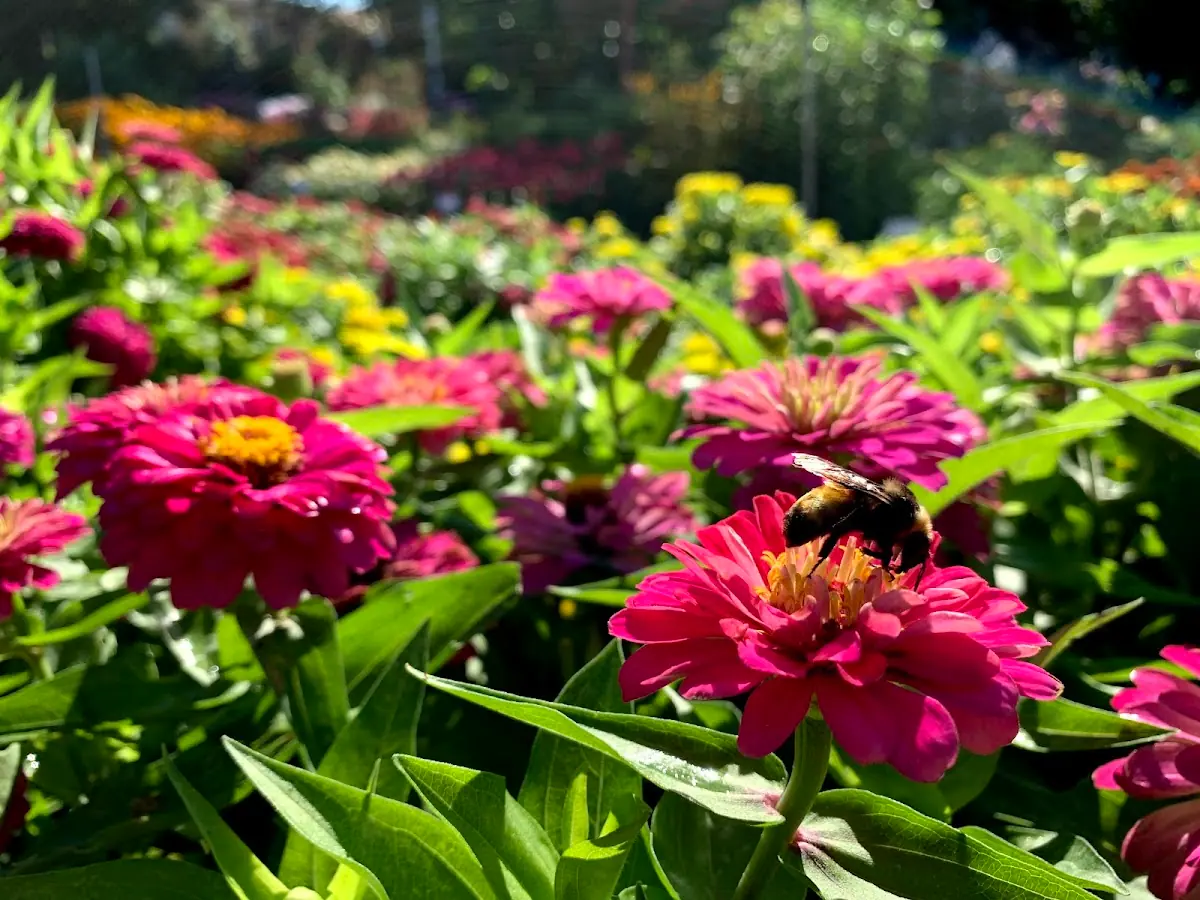 Trial Gardens photo 4