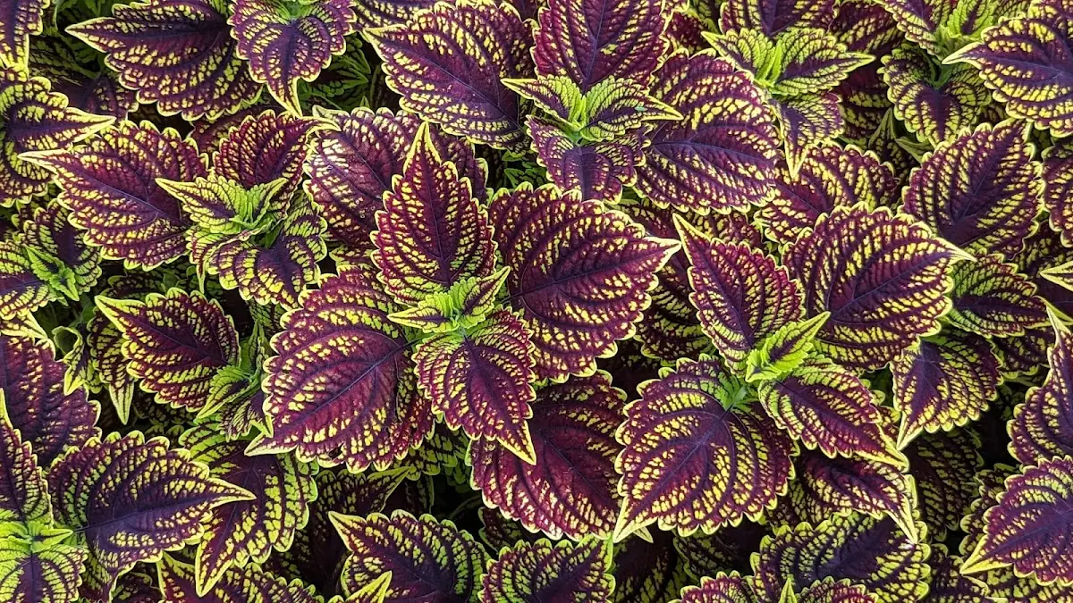 Trial Gardens photo 5