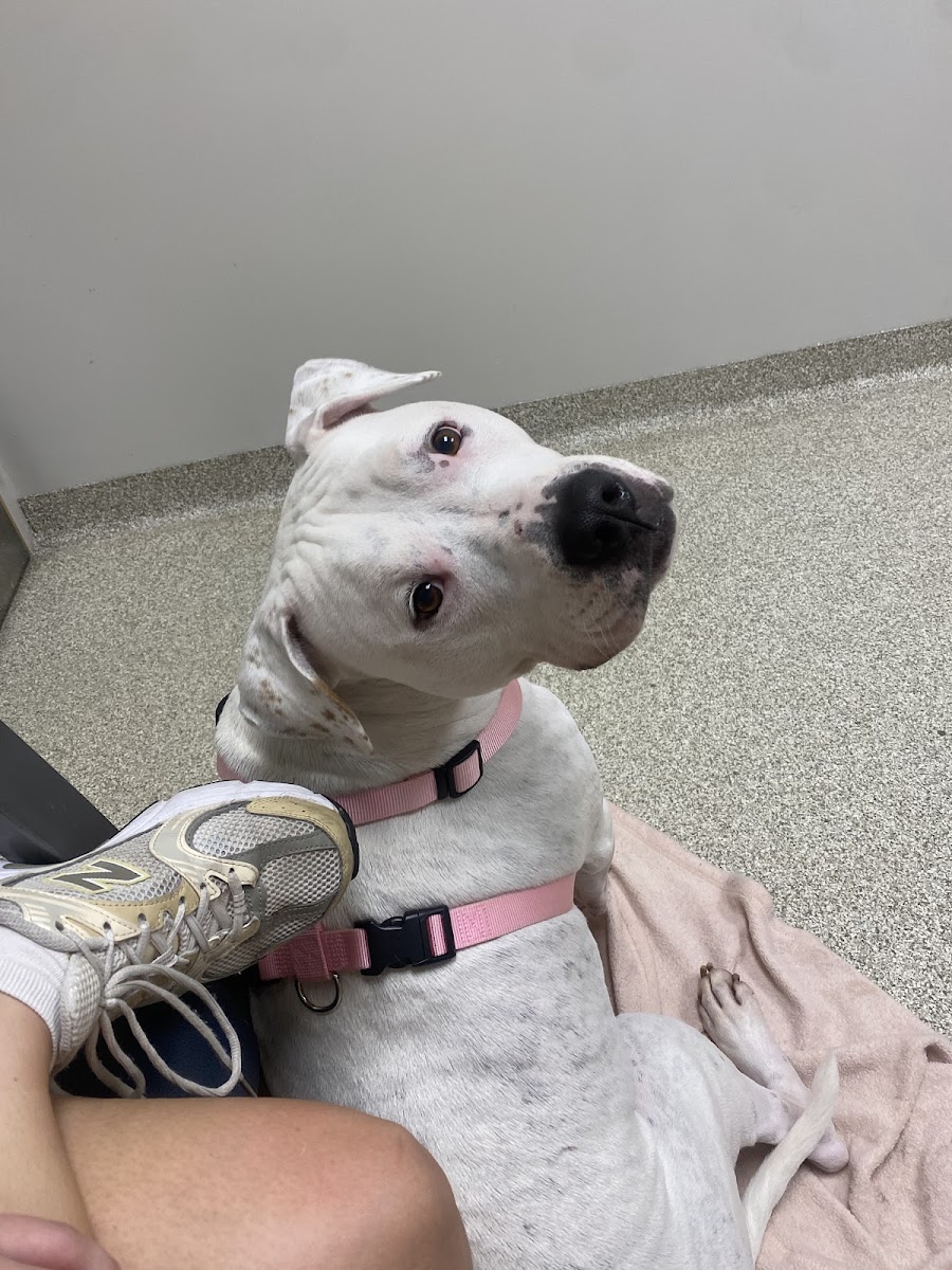 UGA Pet Health Center photo 2