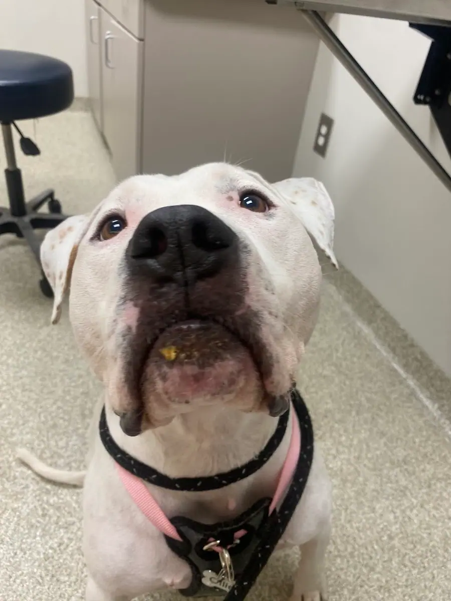 UGA Pet Health Center photo 4