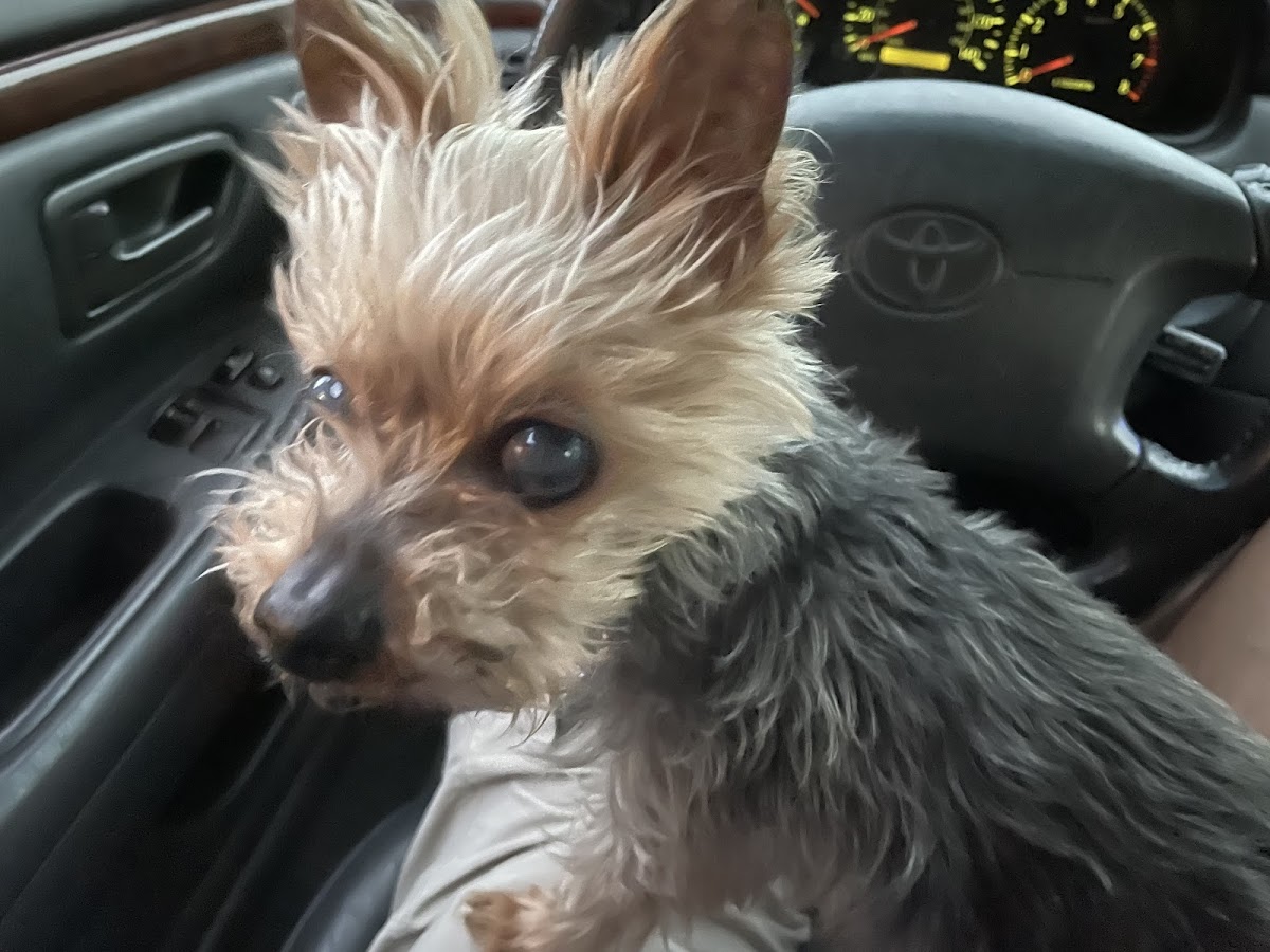 UGA Veterinary Teaching Hospital photo 4