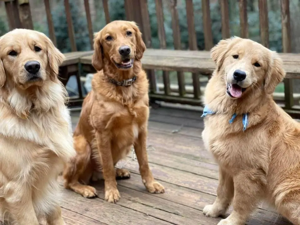 Wags n' Whiskers - In-Home Petsitting - Services in Athens, GA