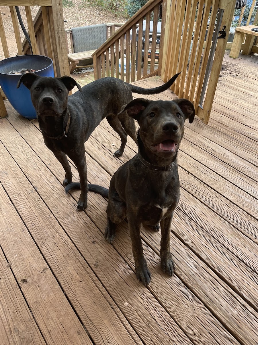 Wags n' Whiskers - In-Home Petsitting photo 3